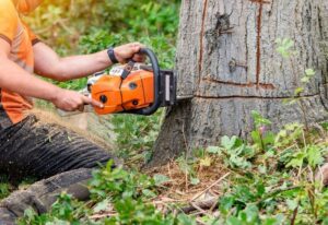 exemple d'elagage d'arbre